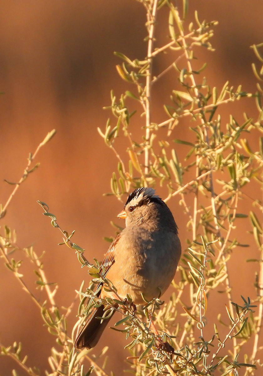 White-crowned Sparrow - ML645296799
