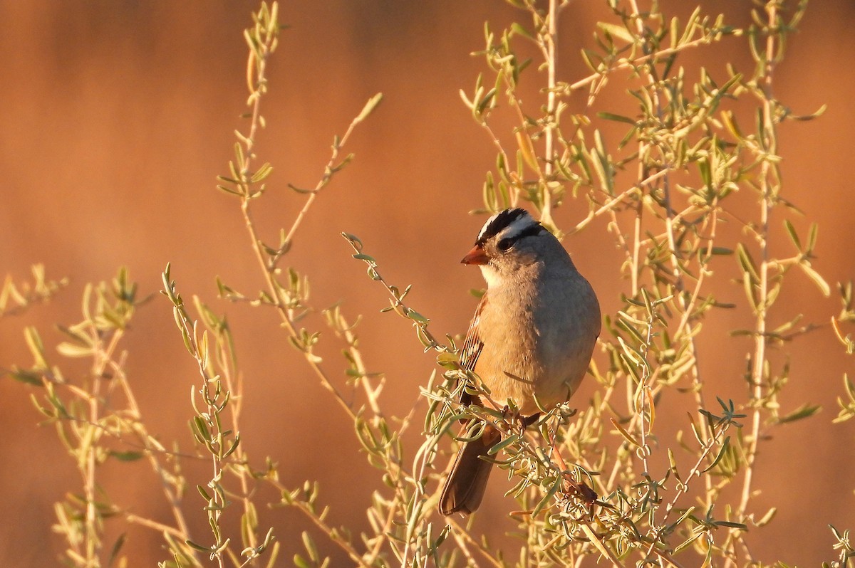 White-crowned Sparrow - ML645296800