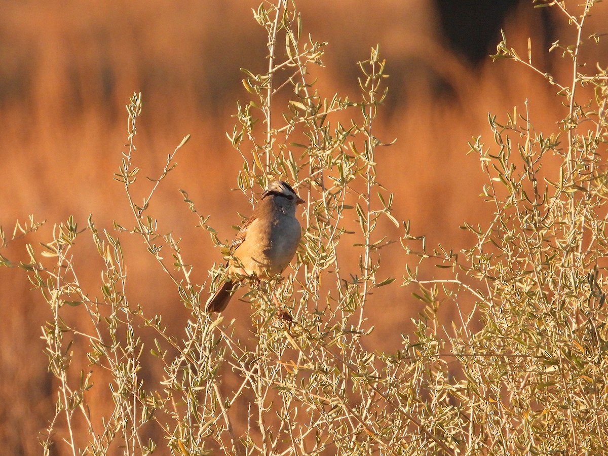 White-crowned Sparrow - ML645296801