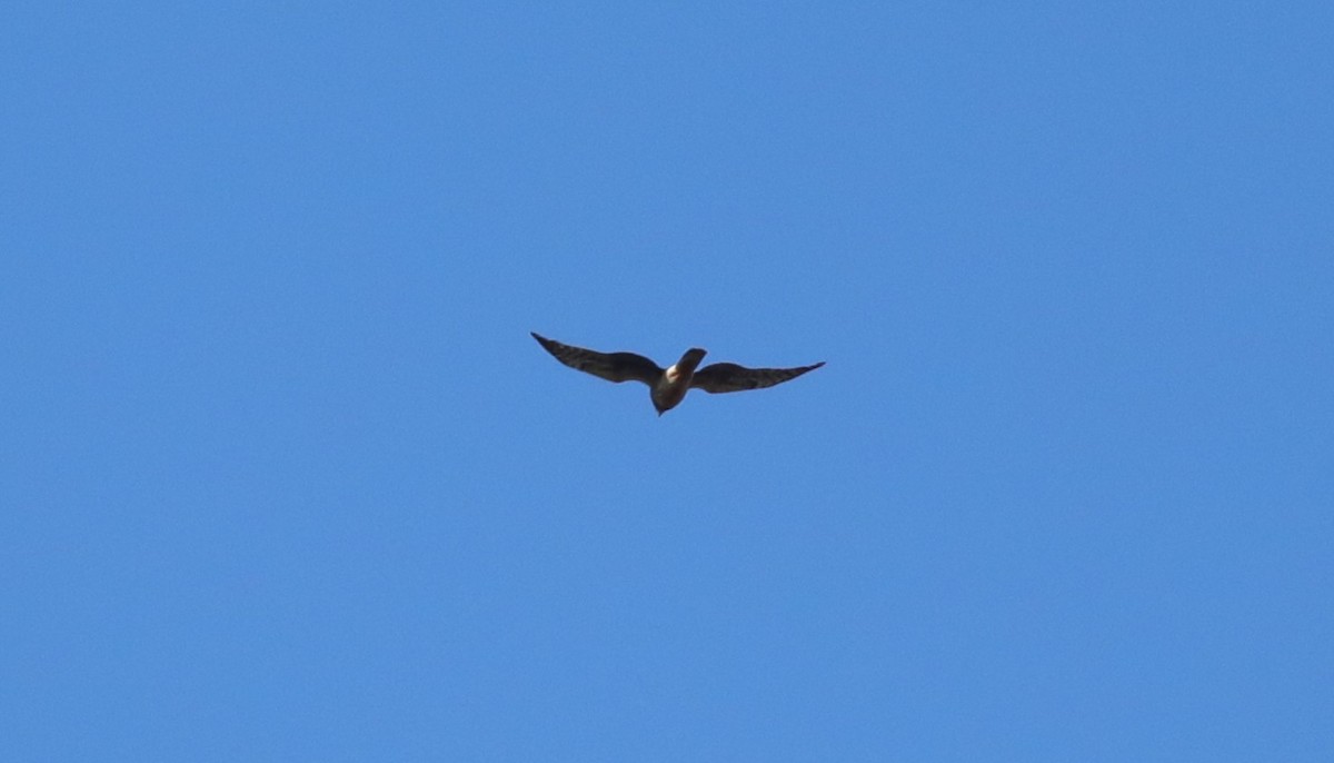 Belatz handia - ML645296802