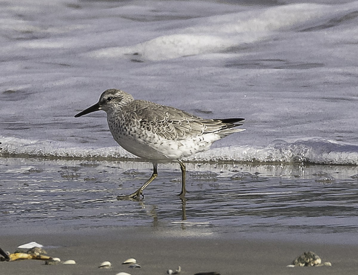 Red Knot - ML645296803