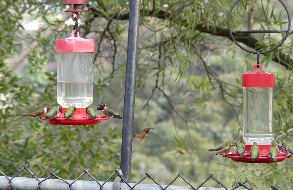 Anna's Hummingbird - ML645296804