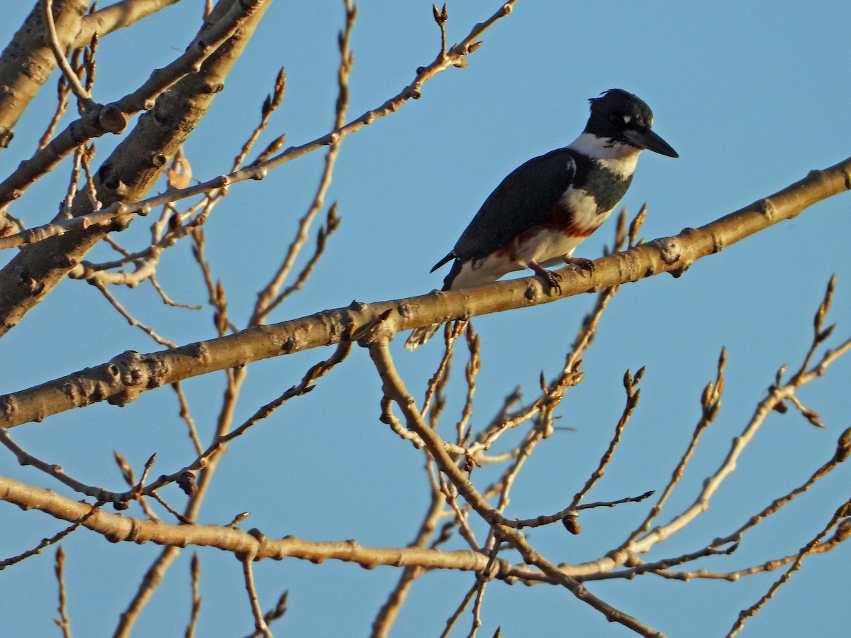 Martin handi iparramerikarra - ML645296806