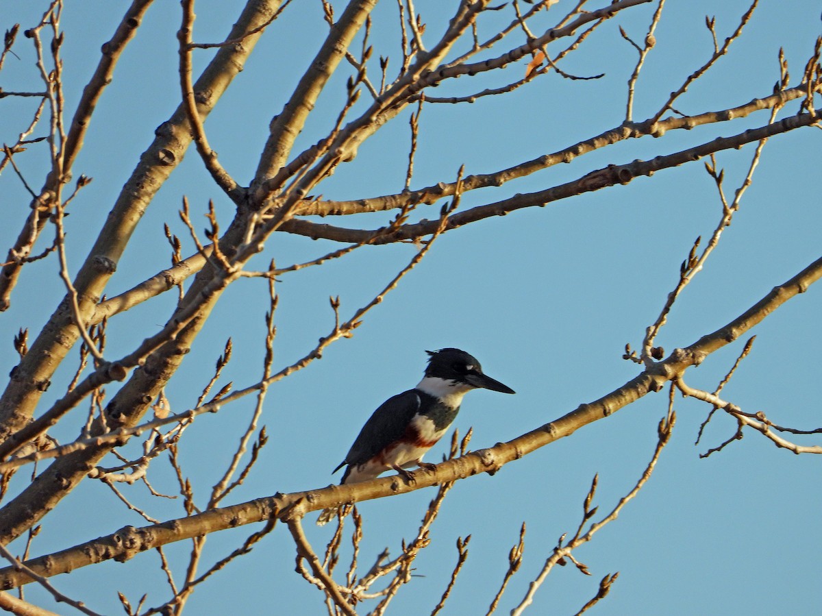 Martin handi iparramerikarra - ML645296807