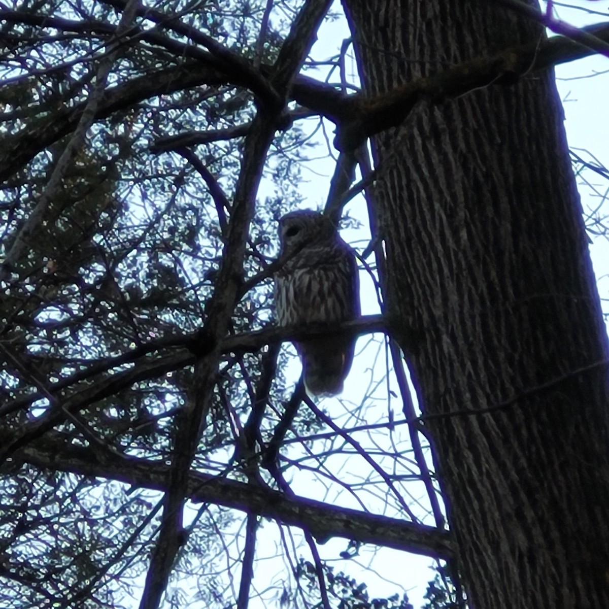 Barred Owl - ML645296808