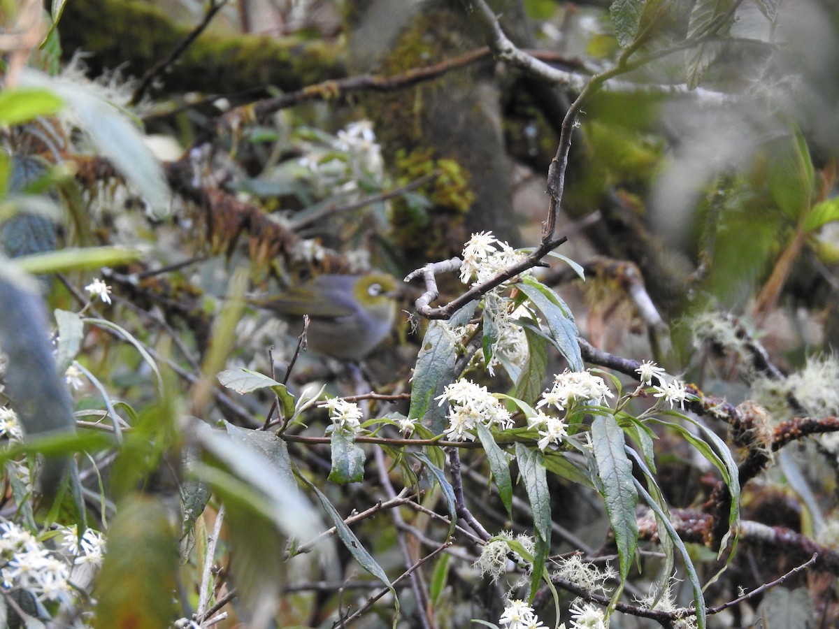 Silvereye - ML645296811