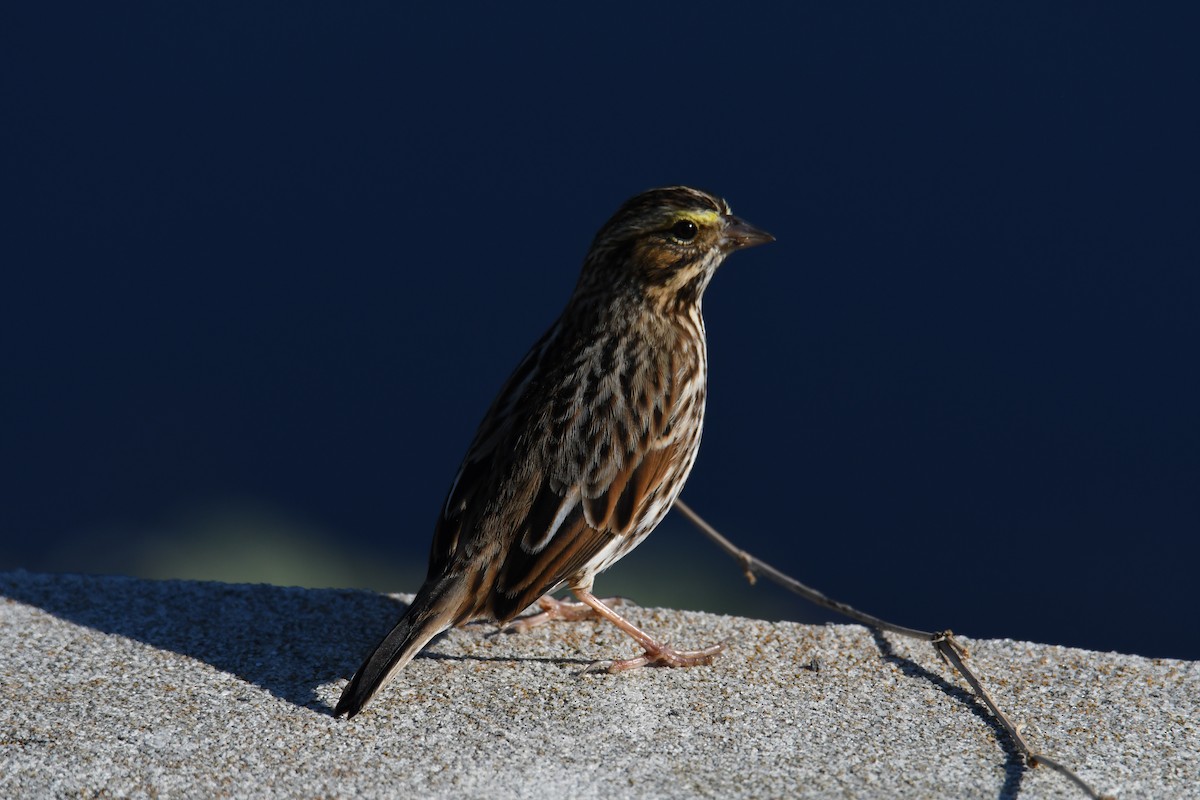 Savannah Sparrow - ML645296813