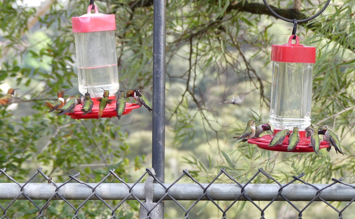 Allen's Hummingbird - ML645296816