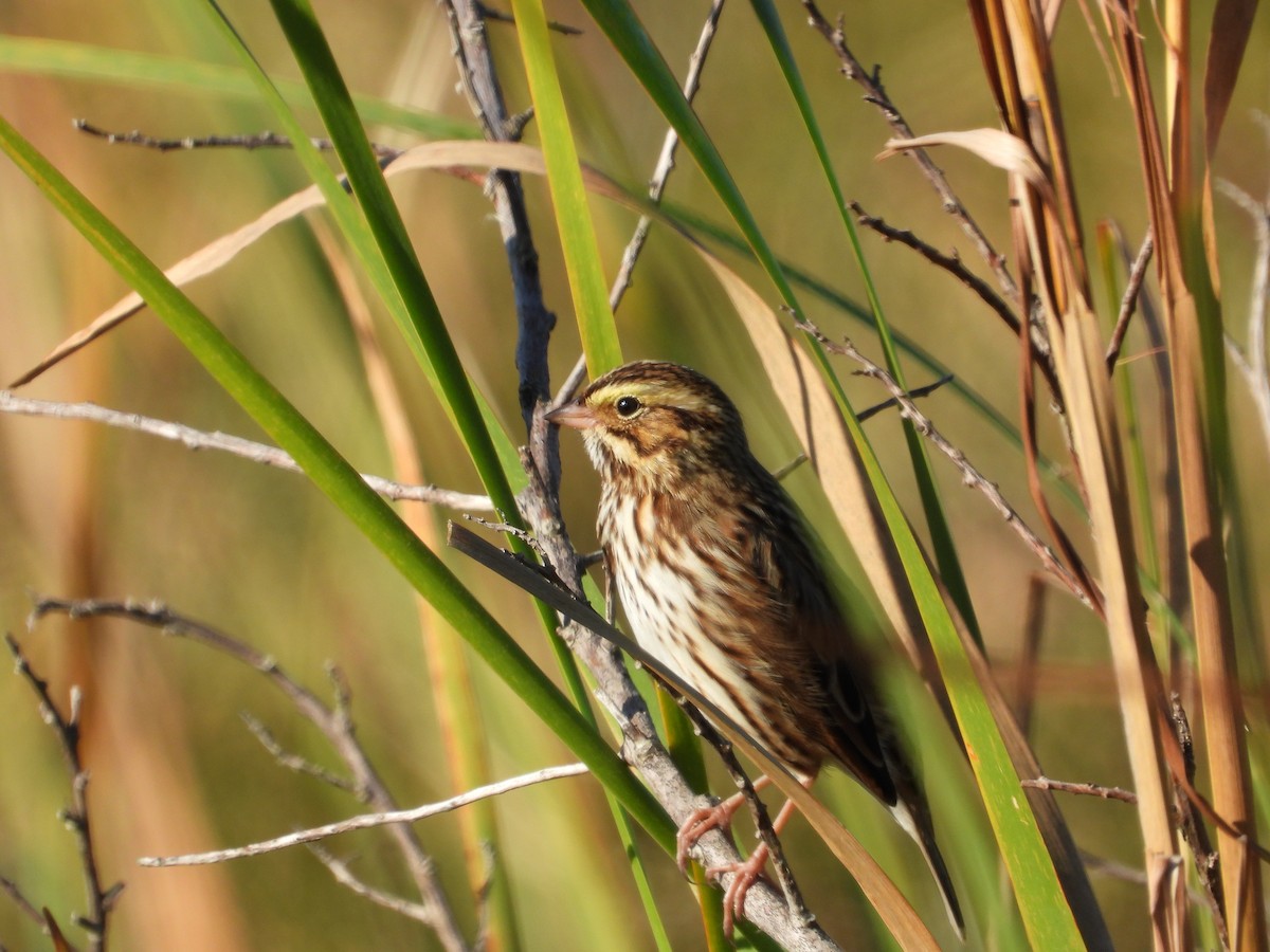 Savannah Sparrow - ML645296819