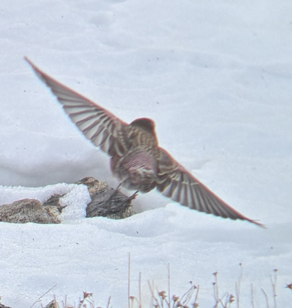 pěnkavice coloradská - ML645296835