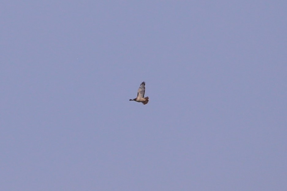 アカオノスリ - ML645296839