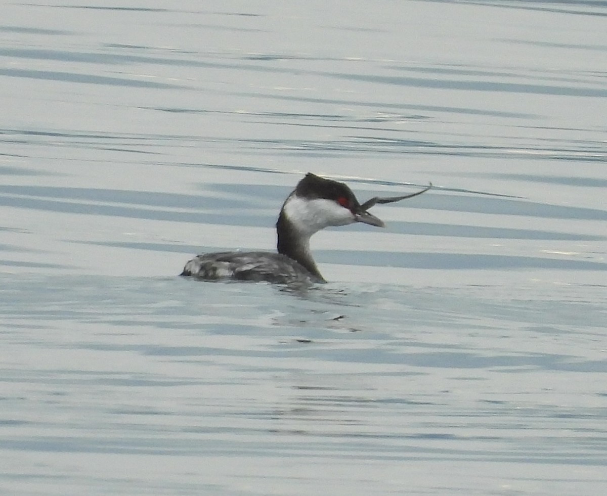 Horned Grebe - ML645296841
