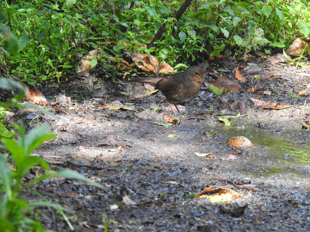 Pilotbird - ML645296842