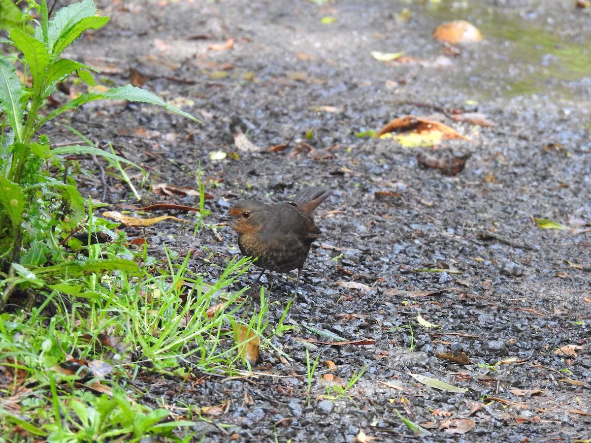 Pilotbird - ML645296844