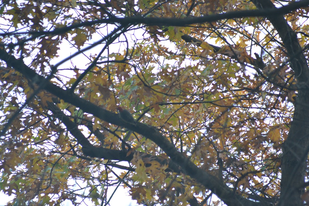 Red-bellied Woodpecker - ML645296853