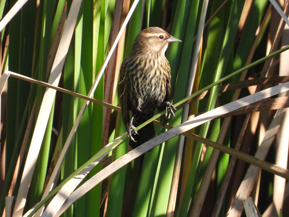 Красноплечий трупиал - ML645296854