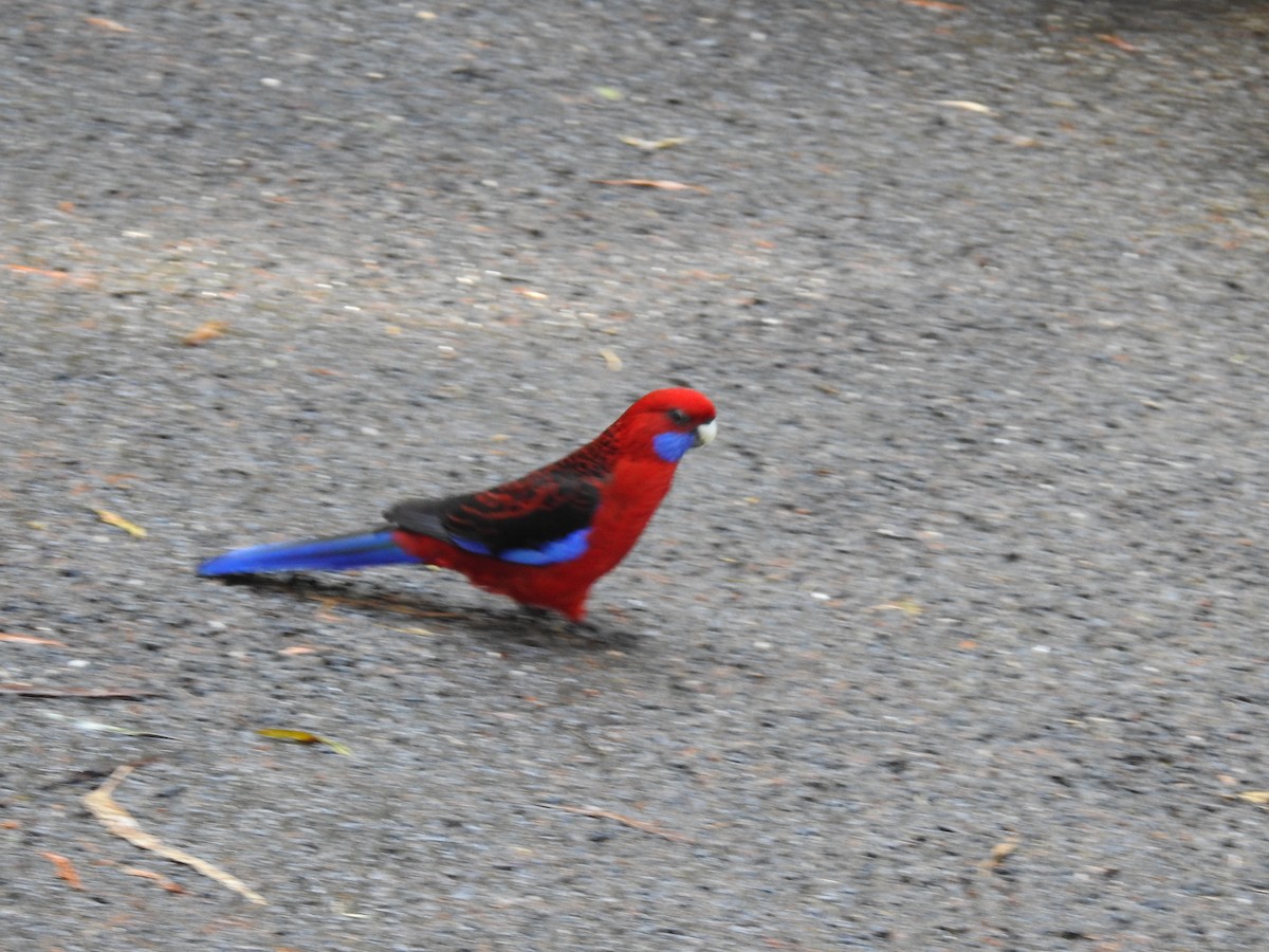 Crimson Rosella - ML645296859