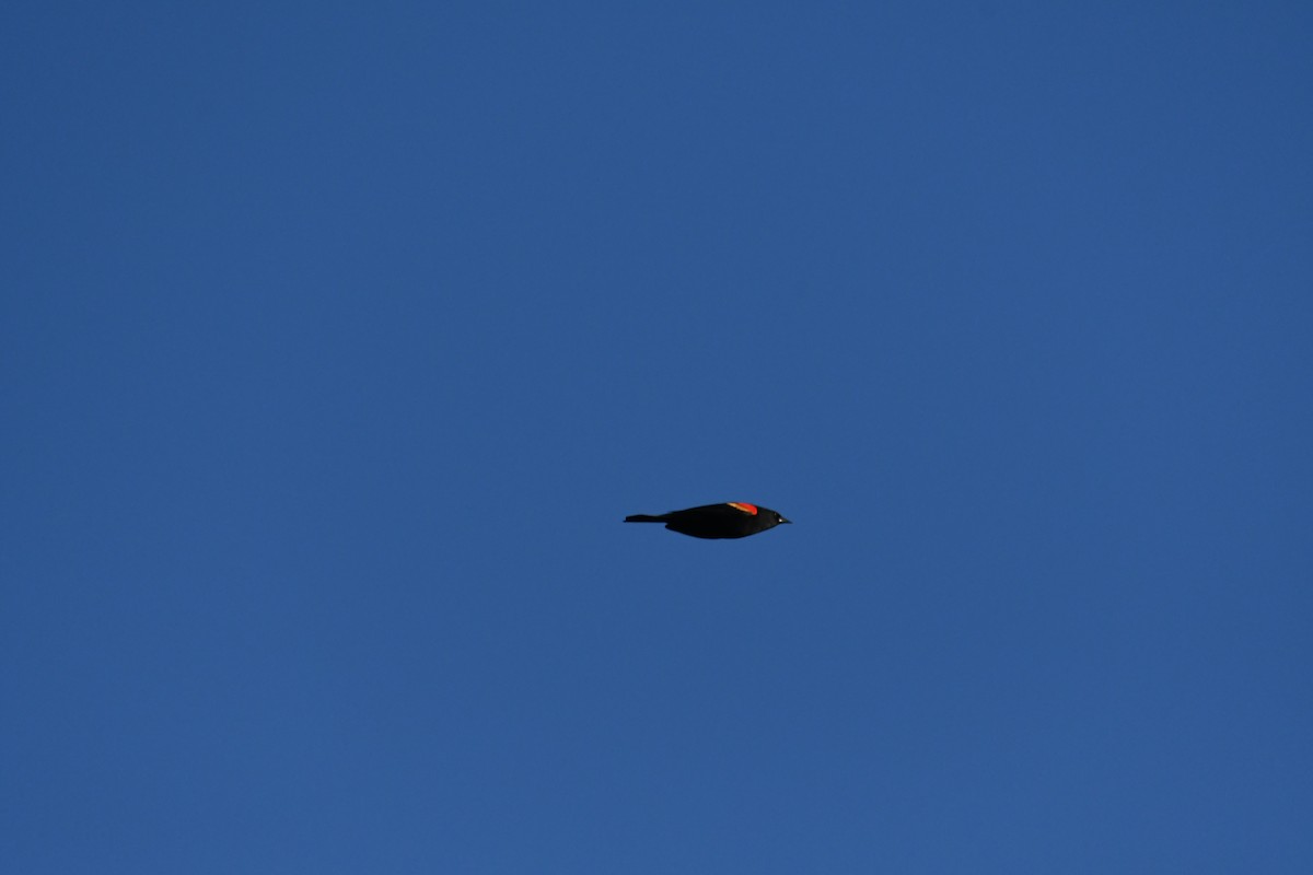 Красноплечий трупиал - ML645296860