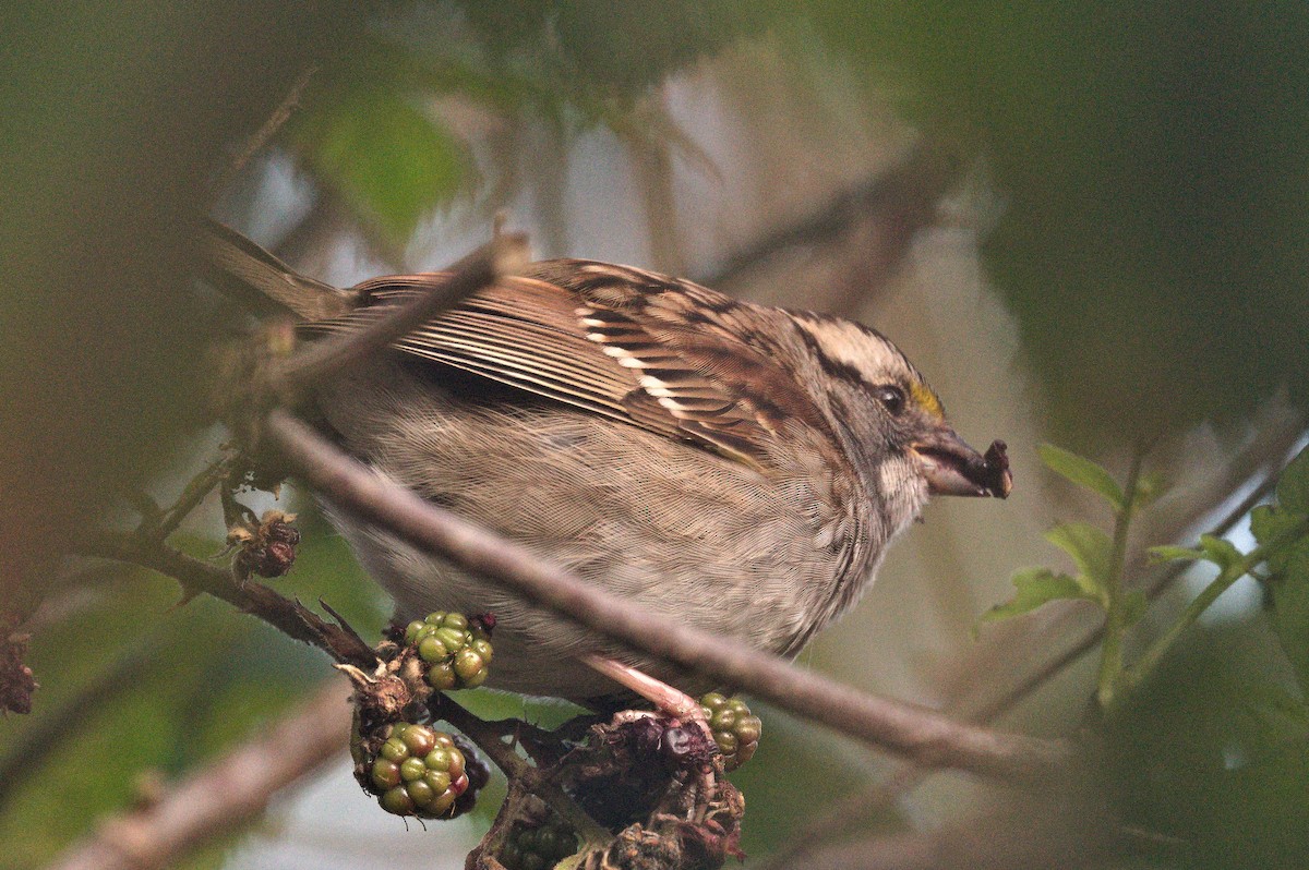 White-throated Sparrow - ML645296863