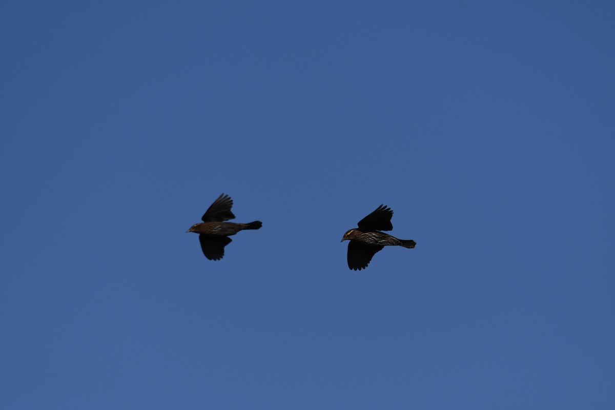 Красноплечий трупиал - ML645296869