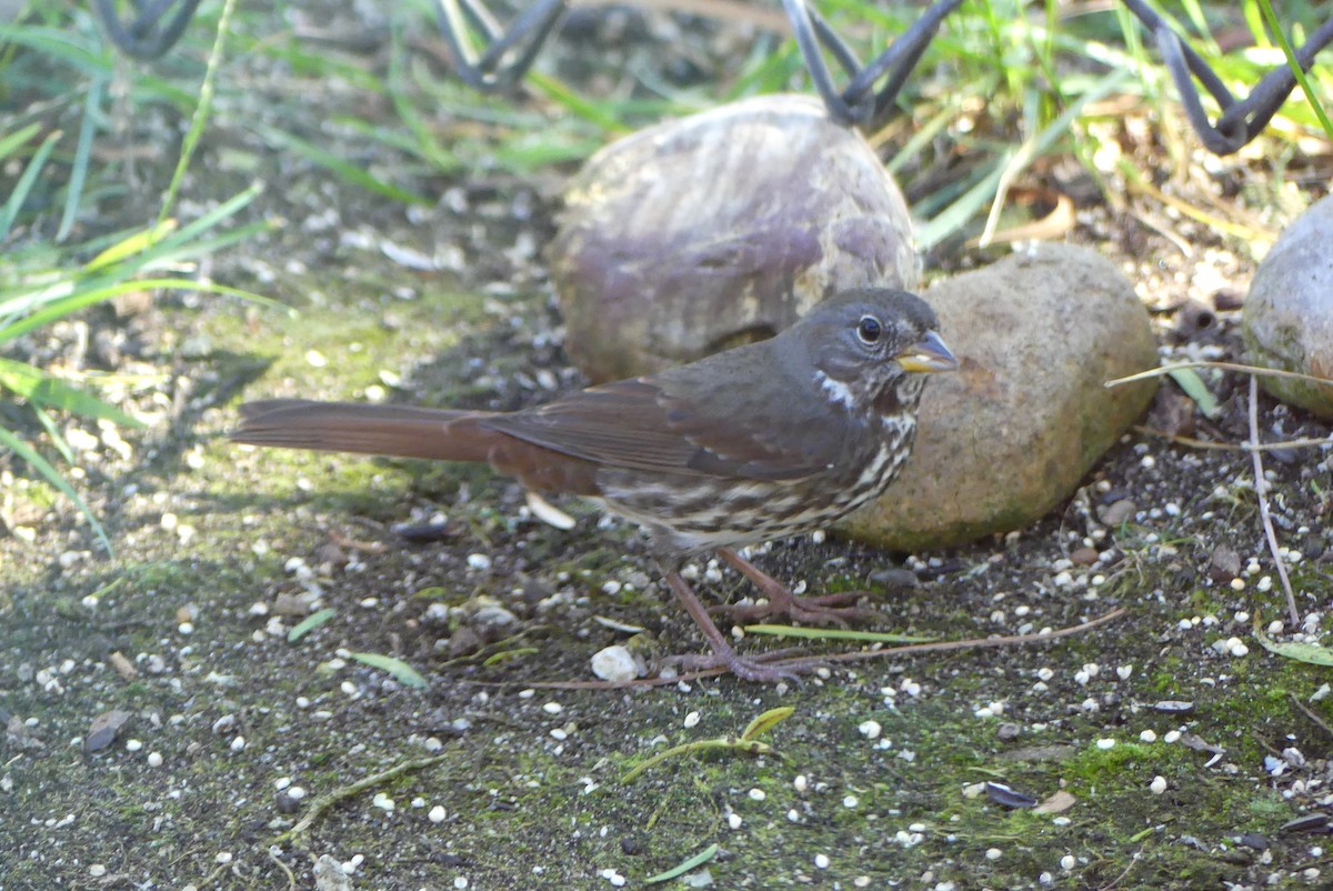 Fox Sparrow - ML645296887