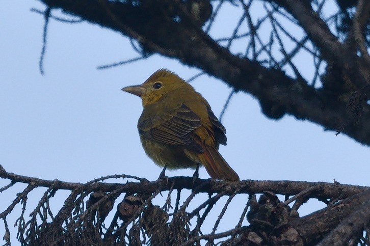 Summer Tanager - ML645296892