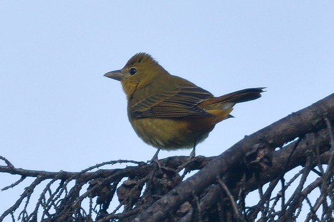 Summer Tanager - ML645296895