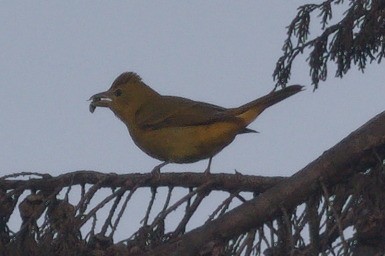 Summer Tanager - ML645296917