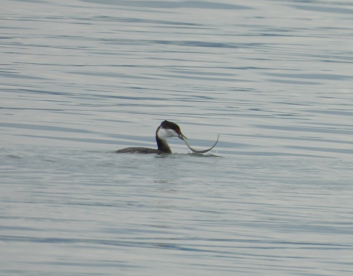 Horned Grebe - ML645296918