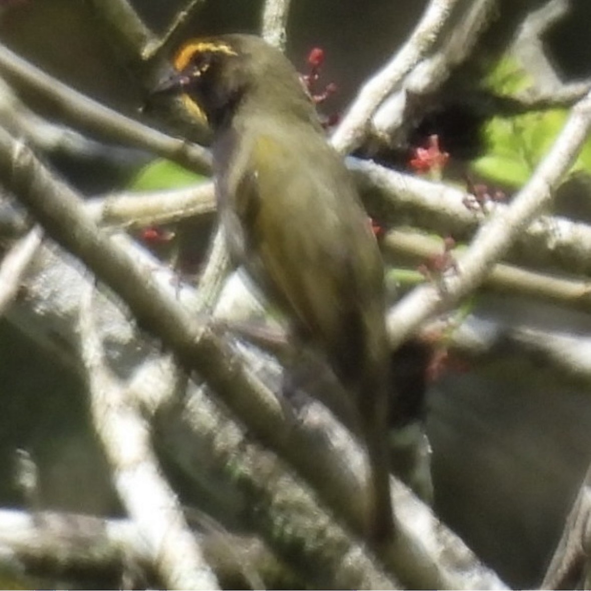 Yellow-faced Grassquit - ML645296919