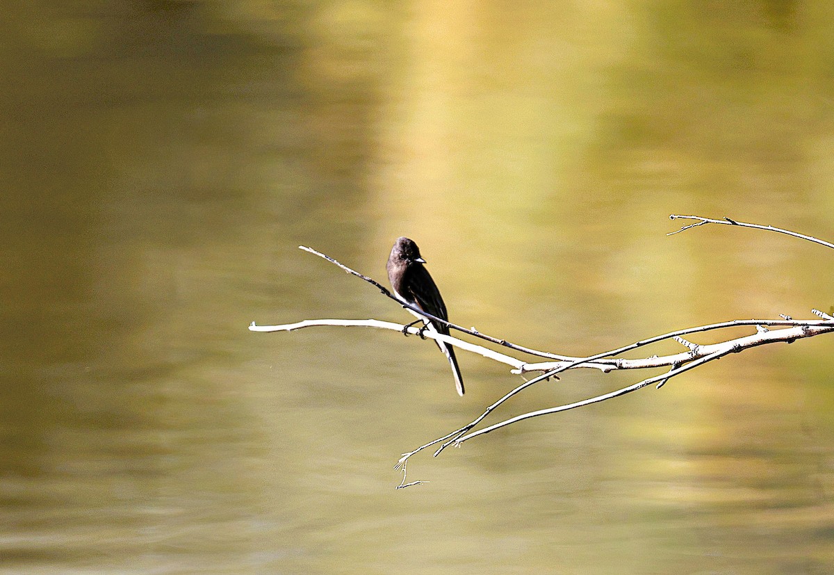 Black Phoebe - ML645296920