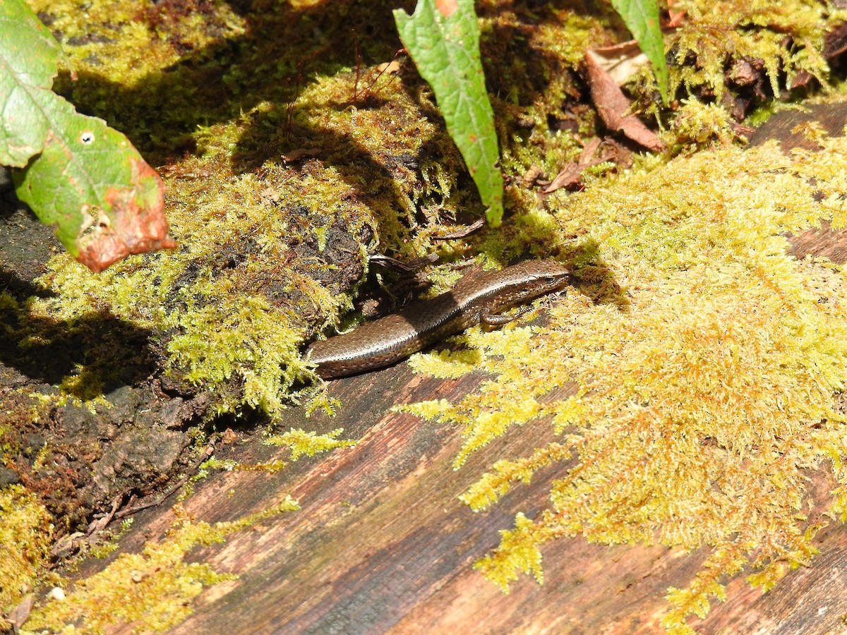 Animals - ML645296933