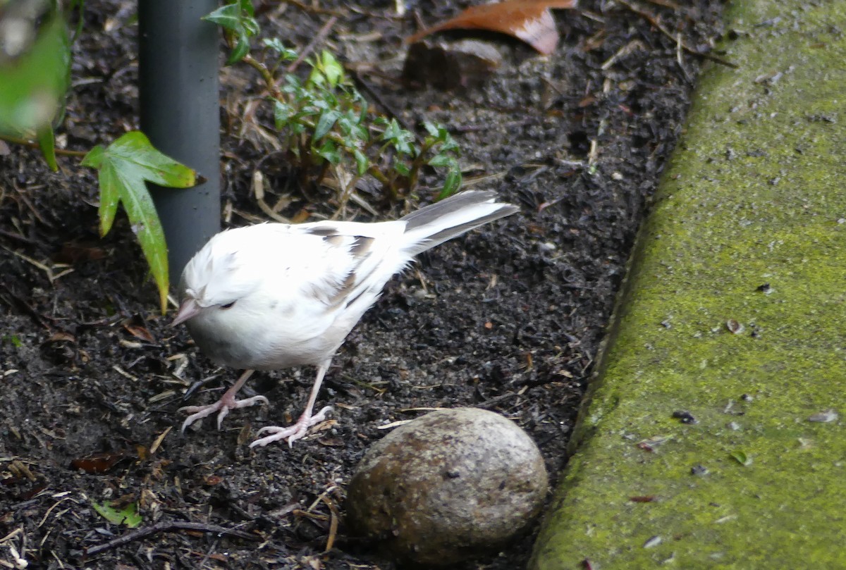Dark-eyed Junco - ML645296950