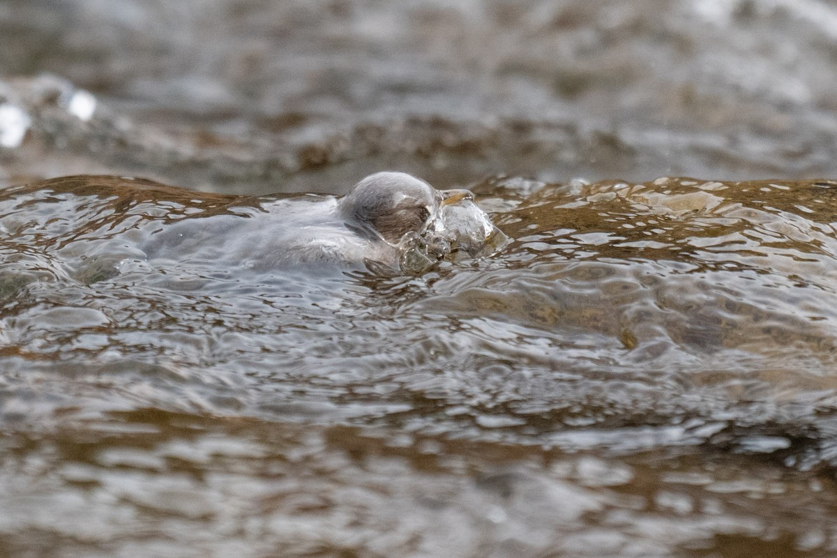 Ur-zozo iparramerikarra - ML645296951