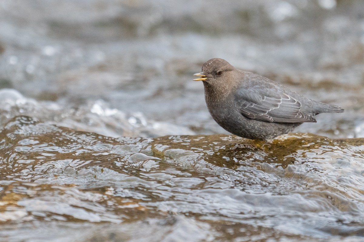 Ur-zozo iparramerikarra - ML645296952