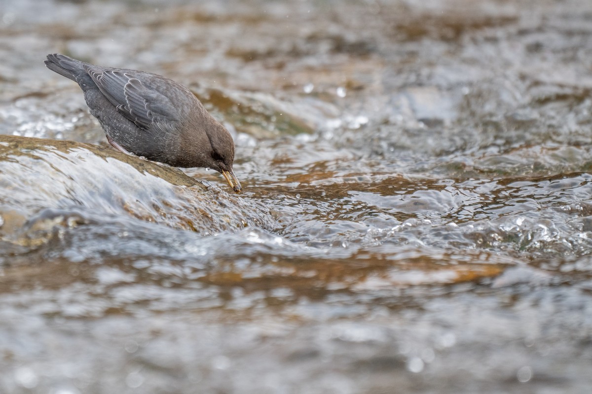 Ur-zozo iparramerikarra - ML645296953