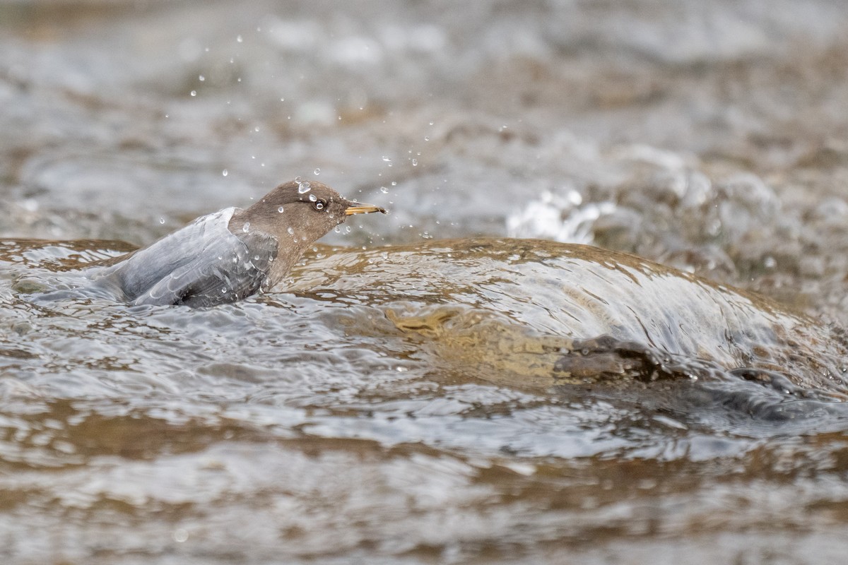 Ur-zozo iparramerikarra - ML645296954