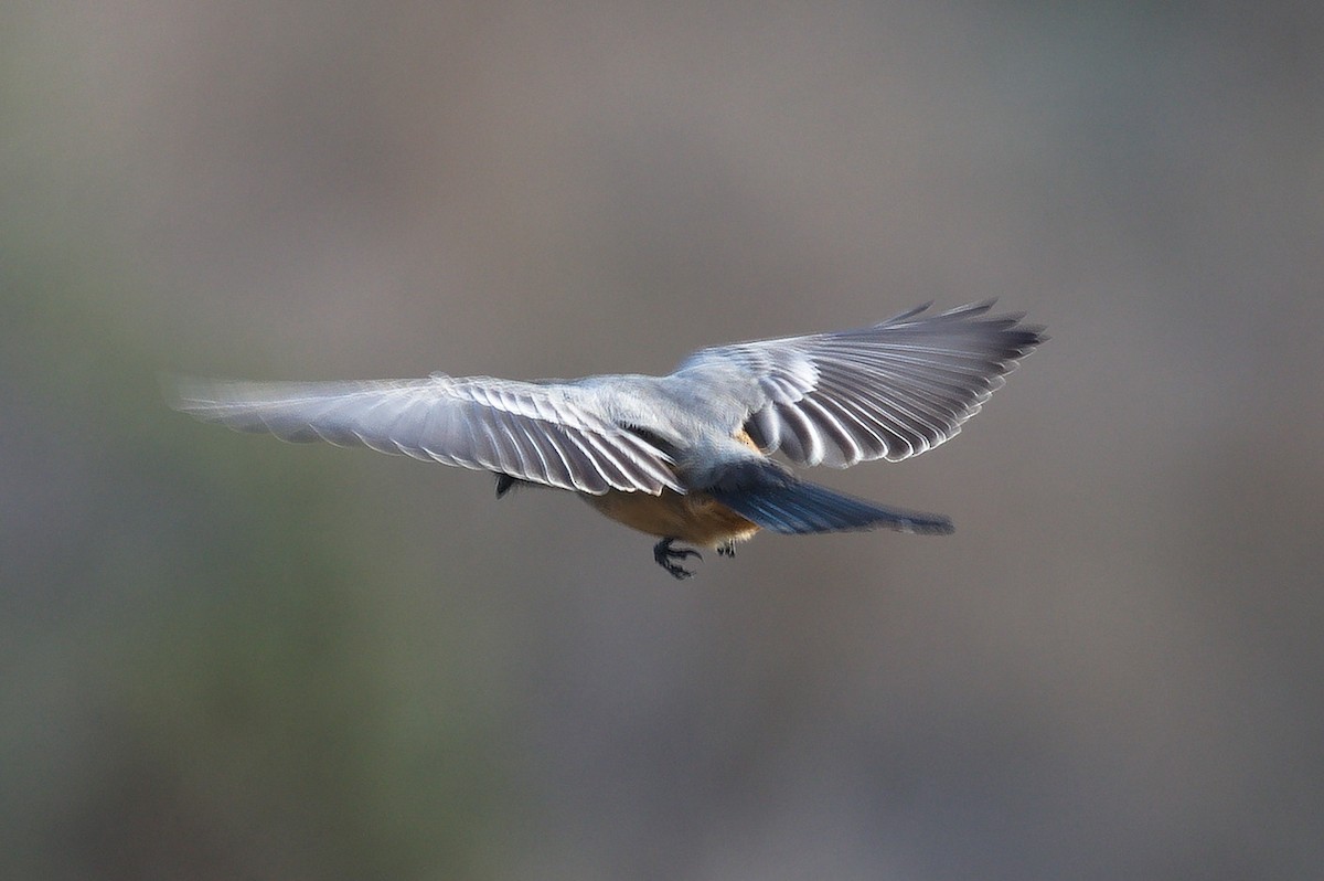 Say's Phoebe - ML645296958