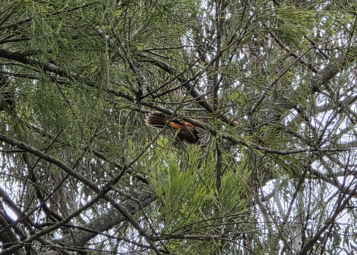 Fuchsfächerschwanz - ML645296959