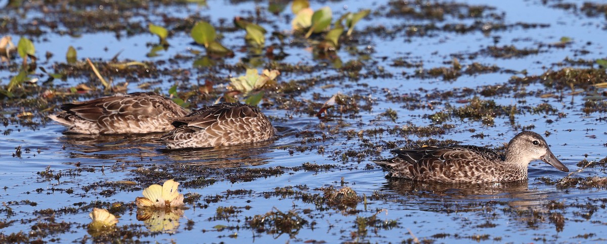 Blue-winged Teal - ML645296962