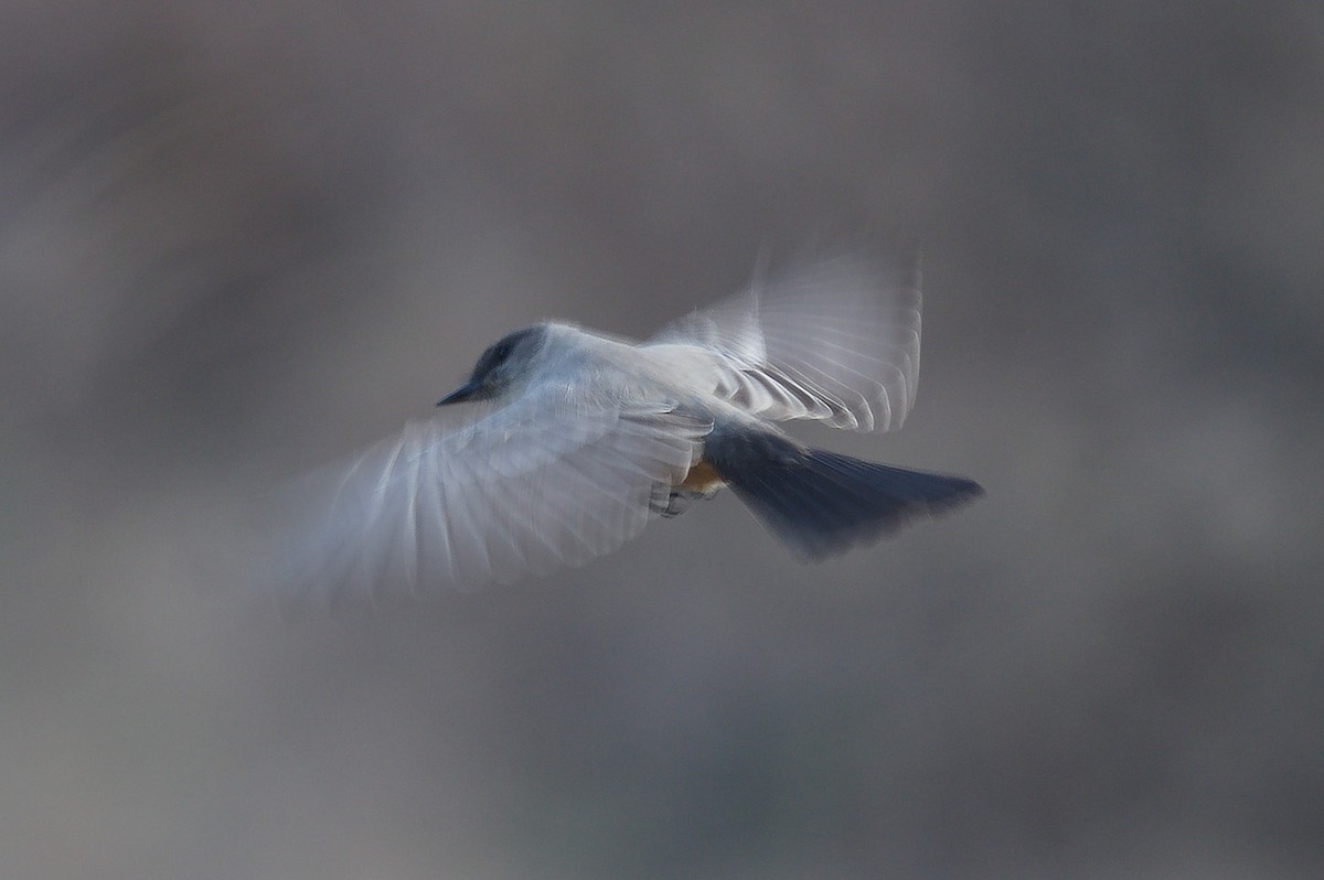 Say's Phoebe - ML645296963