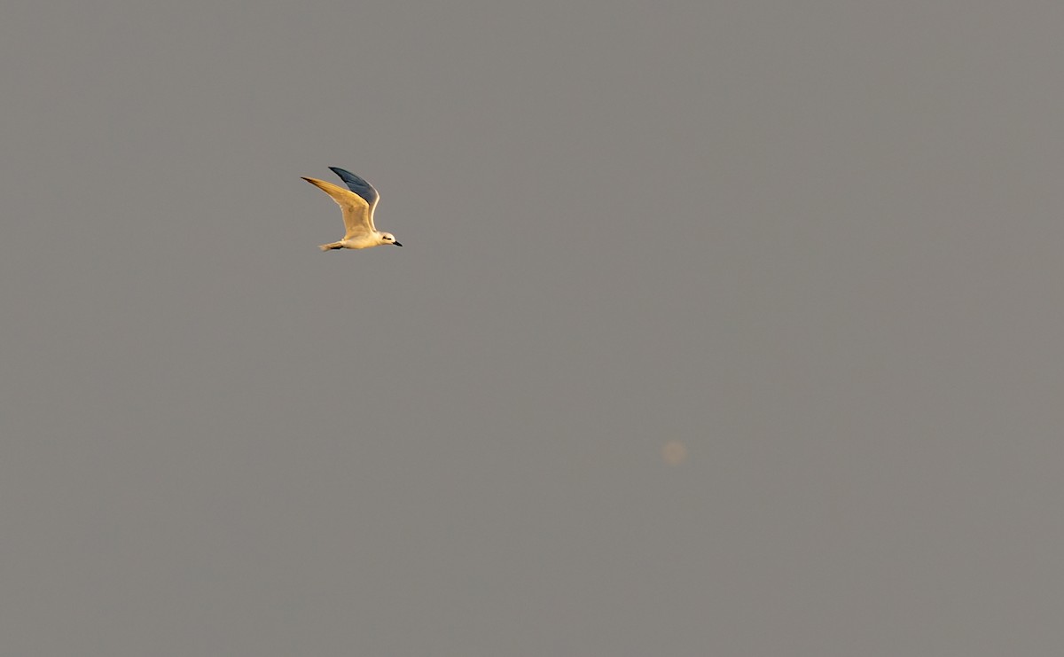 Gull-billed Tern - ML645296983