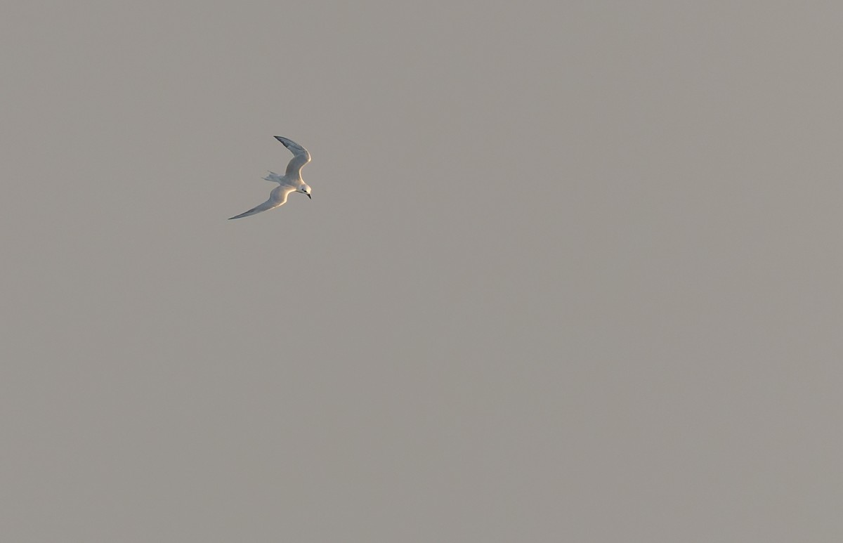 Gull-billed Tern - ML645296985