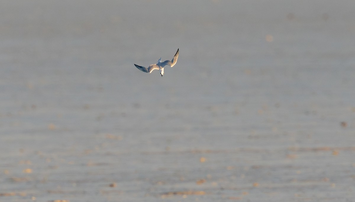 Gull-billed Tern - ML645296986