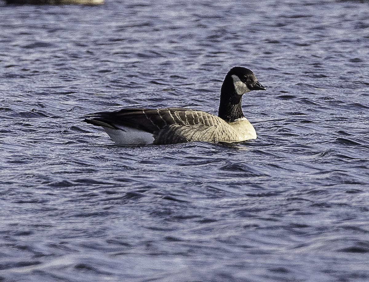 Cackling Goose (Richardson's) - ML645296996