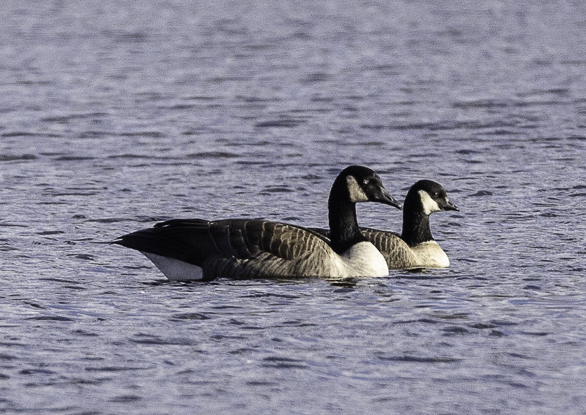 Cackling Goose (Richardson's) - ML645296997