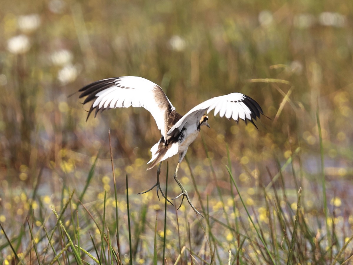 fasanbladhøne - ML645296998