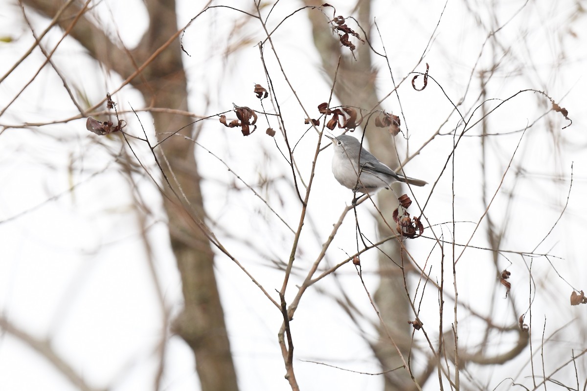 Голубая комароловка - ML645296999