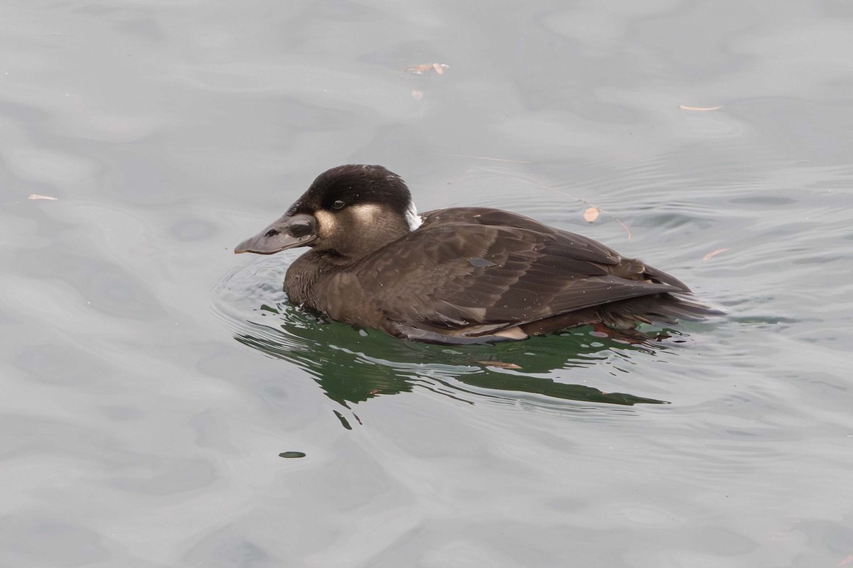 Surf Scoter - ML645297017