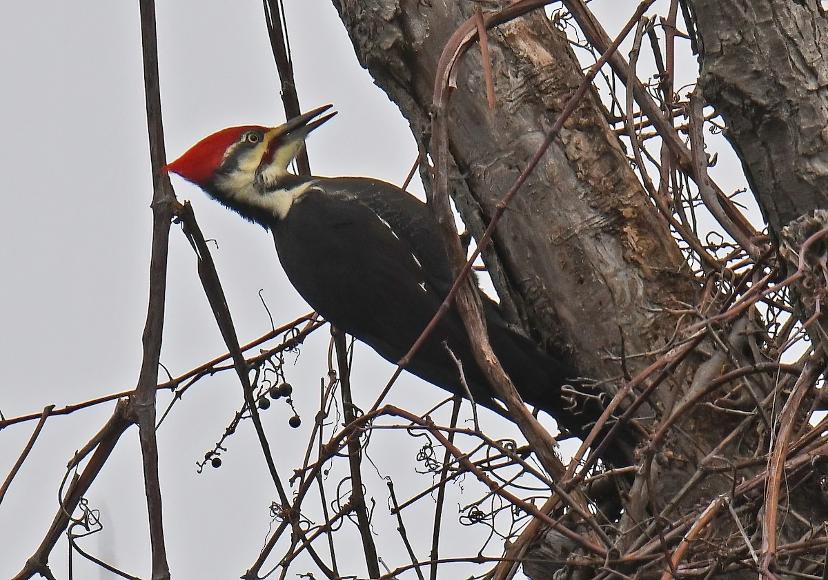 Pileated Woodpecker - ML645297018